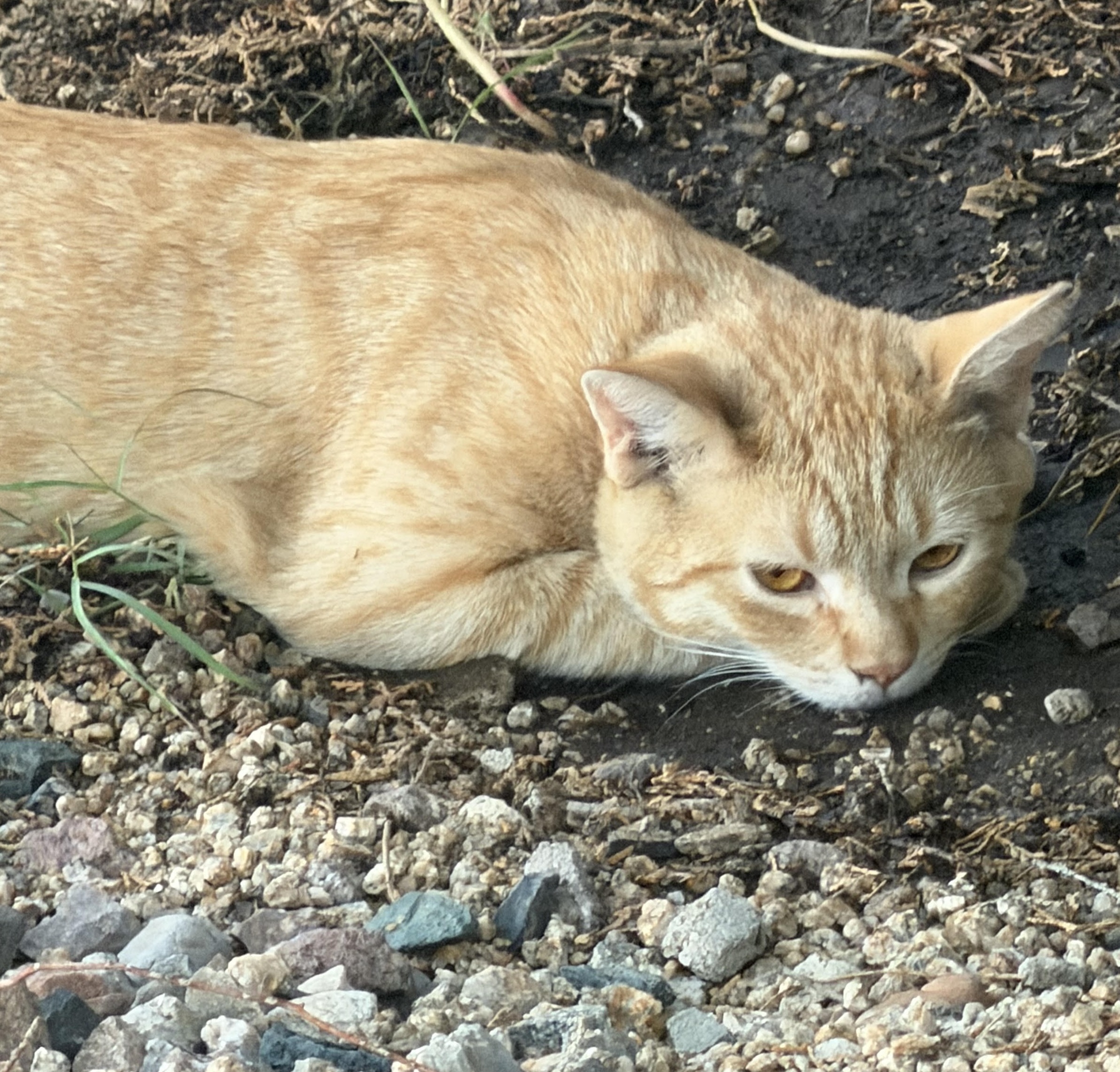 Cat Picture
